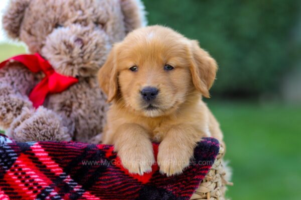 Image of Falcon, a Golden Retriever puppy