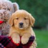 Image of Falcon, a Golden Retriever puppy