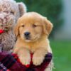 Image of Falcon, a Golden Retriever puppy