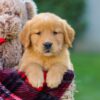 Image of Falcon, a Golden Retriever puppy