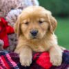 Image of Fawn, a Golden Retriever puppy