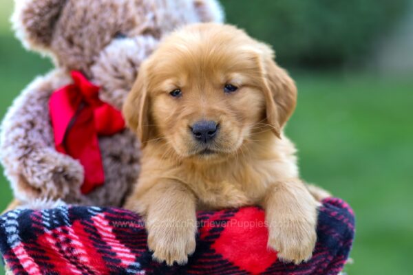 Image of Fawn, a Golden Retriever puppy