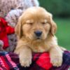 Image of Fawn, a Golden Retriever puppy