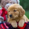 Image of Fawn, a Golden Retriever puppy