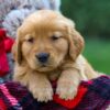 Image of Fawn, a Golden Retriever puppy