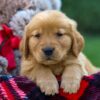 Image of Fawn, a Golden Retriever puppy