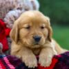 Image of Fawn, a Golden Retriever puppy