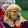 Image of Fawn, a Golden Retriever puppy