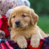 Image of Fawn, a Golden Retriever puppy