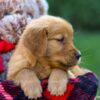 Image of Fawn, a Golden Retriever puppy