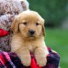 Image of Felicity, a Golden Retriever puppy