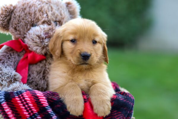 Image of Felicity, a Golden Retriever puppy