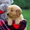 Image of Felicity, a Golden Retriever puppy