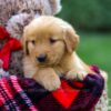 Image of Felicity, a Golden Retriever puppy