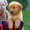 Image of Felicity, a Golden Retriever puppy