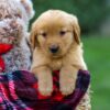 Image of Felicity, a Golden Retriever puppy