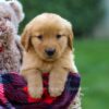 Image of Felicity, a Golden Retriever puppy