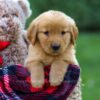 Image of Felicity, a Golden Retriever puppy