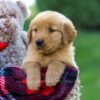 Image of Felicity, a Golden Retriever puppy