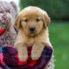 Image of Felicity, a Golden Retriever puppy