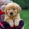 Image of Finn, a Golden Retriever puppy