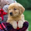 Image of Finn, a Golden Retriever puppy