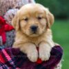 Image of Finn, a Golden Retriever puppy