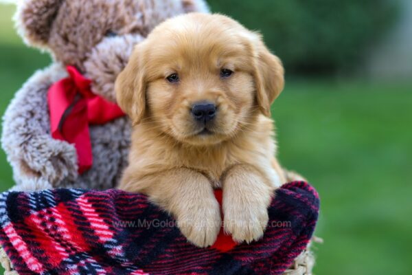 Image of Finn, a Golden Retriever puppy