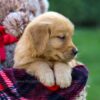 Image of Finn, a Golden Retriever puppy