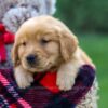 Image of Finn, a Golden Retriever puppy