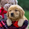 Image of Finn, a Golden Retriever puppy