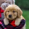 Image of Finn, a Golden Retriever puppy