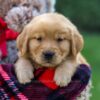 Image of Finn, a Golden Retriever puppy