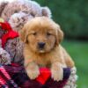 Image of Flora, a Golden Retriever puppy