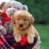 Image of Flora, a Golden Retriever puppy