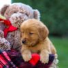 Image of Flora, a Golden Retriever puppy