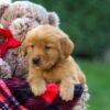 Image of Flora, a Golden Retriever puppy