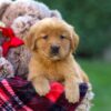 Image of Flora, a Golden Retriever puppy