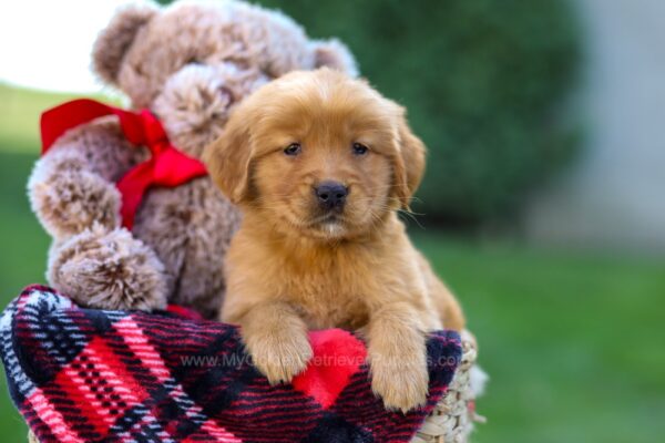 Image of Flora, a Golden Retriever puppy