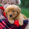 Image of Flora, a Golden Retriever puppy