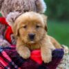 Image of Flora, a Golden Retriever puppy