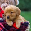 Image of Flora, a Golden Retriever puppy