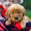 Image of Flora, a Golden Retriever puppy