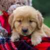 Image of Flynn, a Golden Retriever puppy