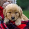 Image of Flynn, a Golden Retriever puppy