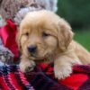 Image of Flynn, a Golden Retriever puppy