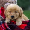 Image of Flynn, a Golden Retriever puppy