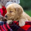 Image of Flynn, a Golden Retriever puppy