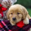 Image of Flynn, a Golden Retriever puppy