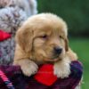 Image of Flynn, a Golden Retriever puppy